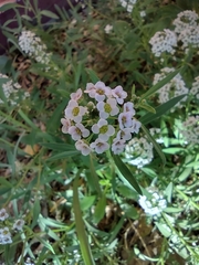 Lobularia maritima