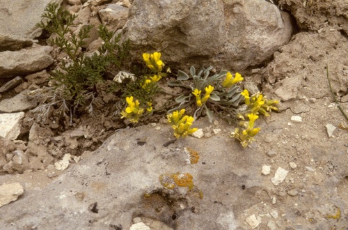 low bladderpod (Lesquerella prostrata)