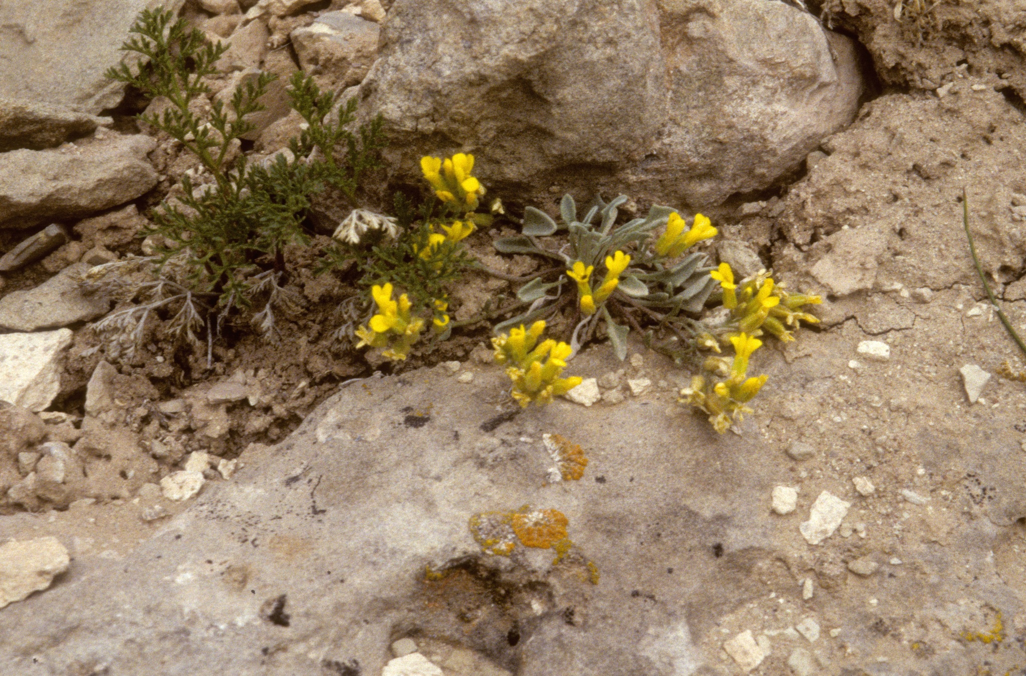Physaria prostrata