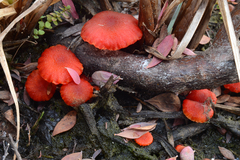 Hygrocybe substrangulata