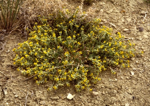 Largefruit Bladderpod (Physaria macrocarpa)