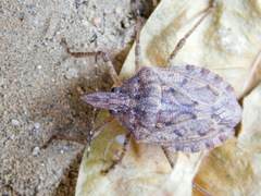 Neohalys serricollis