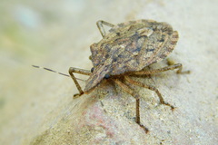 Neohalys serricollis