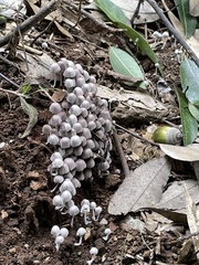 Coprinellus disseminatus