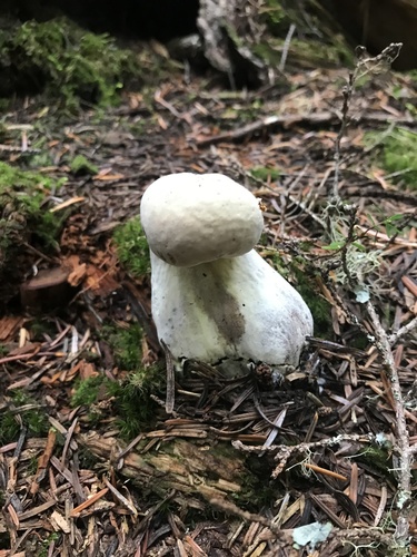 bolete mould