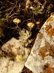 Physaria didymocarpa lanata