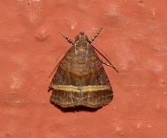 Pseudozarba excavata