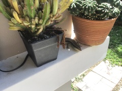 Eutropis longicaudata