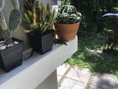 Eutropis longicaudata