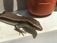 Eutropis longicaudata