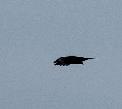 Large-billed Crow