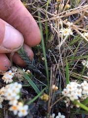 Pimelea oreophila