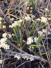 Pimelea oreophila
