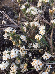 Pimelea oreophila