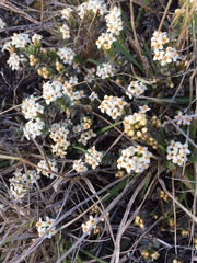 Pimelea oreophila