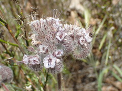 Phacelia hubbyi