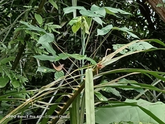 Euthalia monina monina