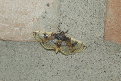 Compacta hirtalis
