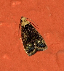 Copromorpha