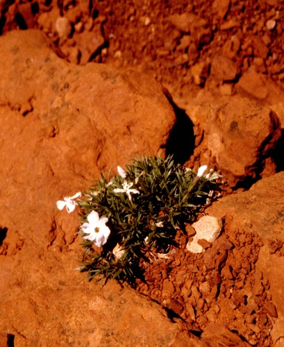 prickly phlox (Phlox pungens)