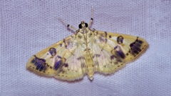 Patania plagiatalis