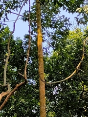 Dipterocarpus retusus