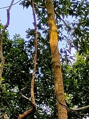 Dipterocarpus retusus