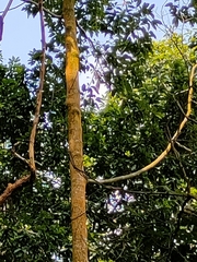 Dipterocarpus retusus