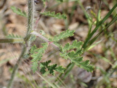 Phacelia hubbyi