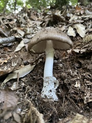 Amanita pseudoporphyria