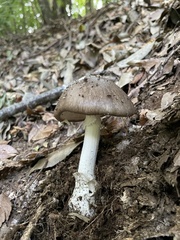 Amanita pseudoporphyria