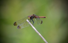 Sympetrum risi