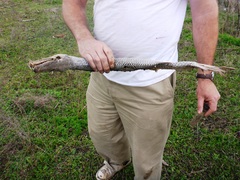 Atractosteus spatula