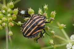 Graphosoma rubrolineatum