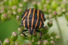 Graphosoma rubrolineatum