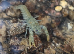 Austropotamobius torrentium