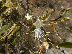 Capparis lasiantha