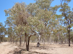 Eucalyptus populnea