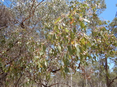 Eucalyptus populnea