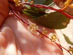 Eucalyptus populnea