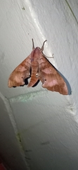 Marumba nympha