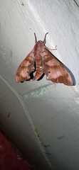 Marumba nympha