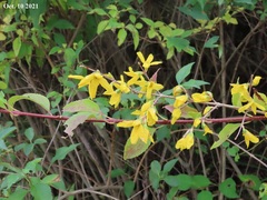 Forsythia koreana