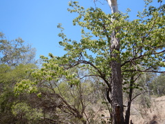 Terminalia porphyrocarpa