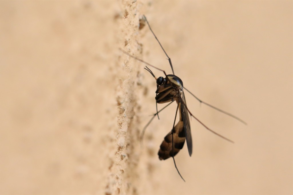 Rhynchoplatyura