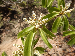 Terminalia porphyrocarpa