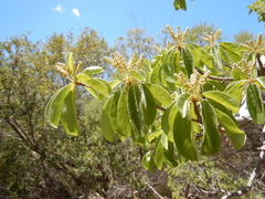 Terminalia porphyrocarpa