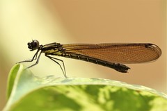 Heliocypha fenestrata