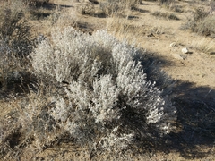 Tetradymia stenolepis