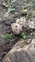 Coprinopsis atramentaria